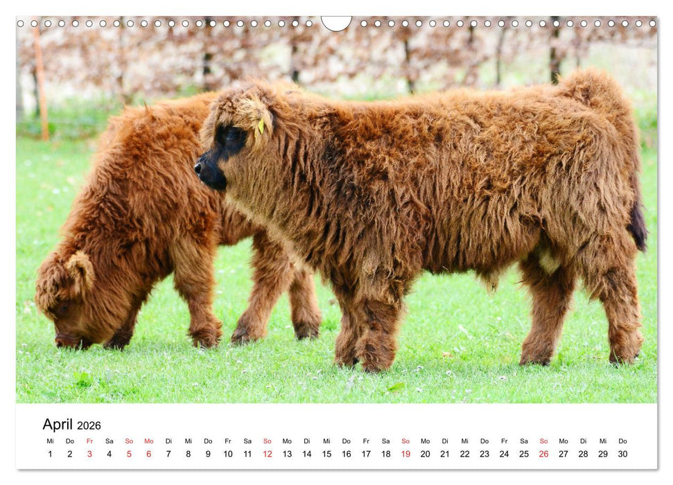 Zottelige Schotten (CALVENDO Wandkalender 2026)
