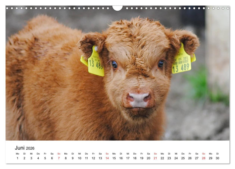 Zottelige Schotten (CALVENDO Wandkalender 2026)