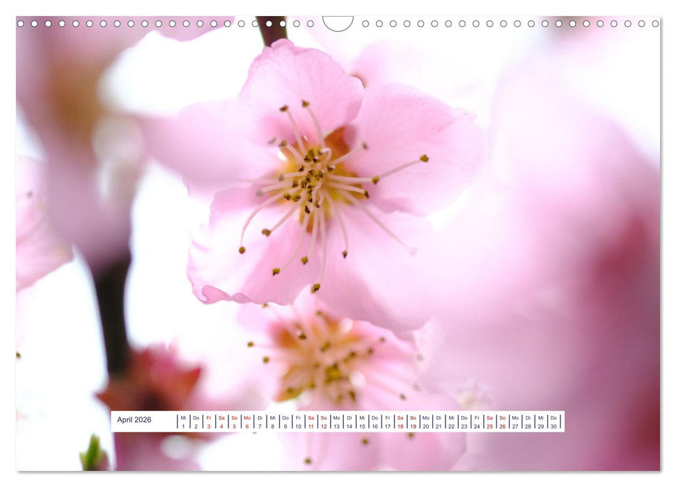 Vom Augenblick der Stille 2026 (CALVENDO Wandkalender 2026)