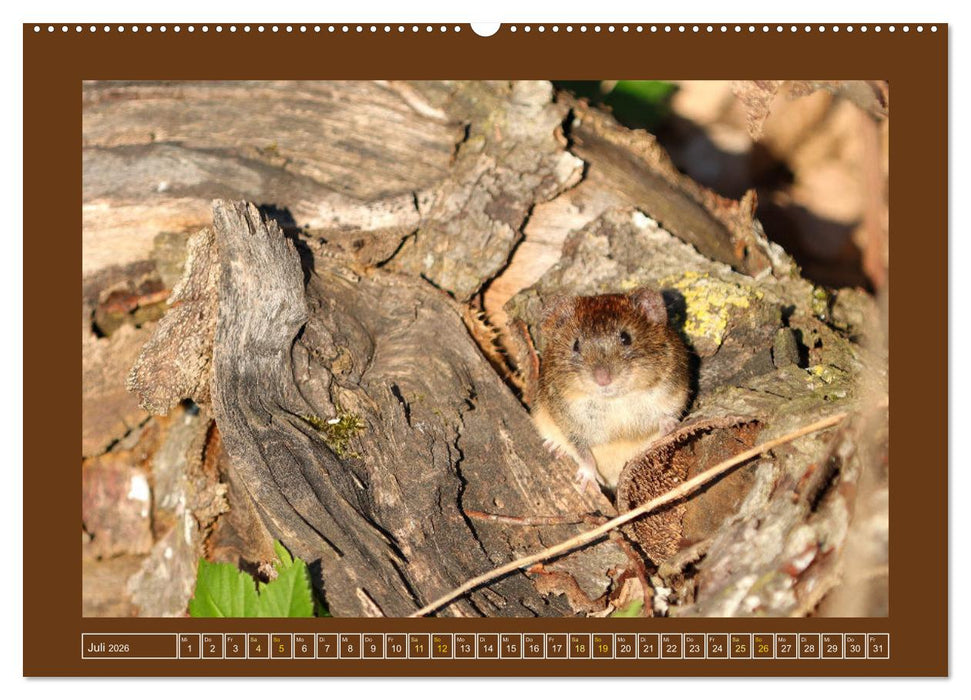 Die Rötelmaus - neugierig und verfressen (CALVENDO Premium Wandkalender 2026)