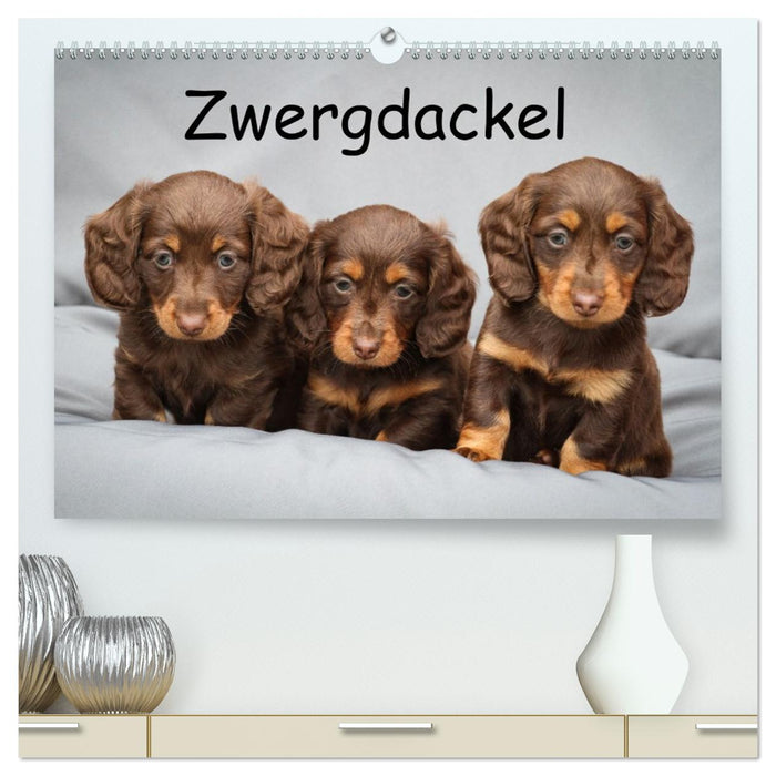 Zwergdackel von Kadi (CALVENDO Premium Wandkalender 2026)
