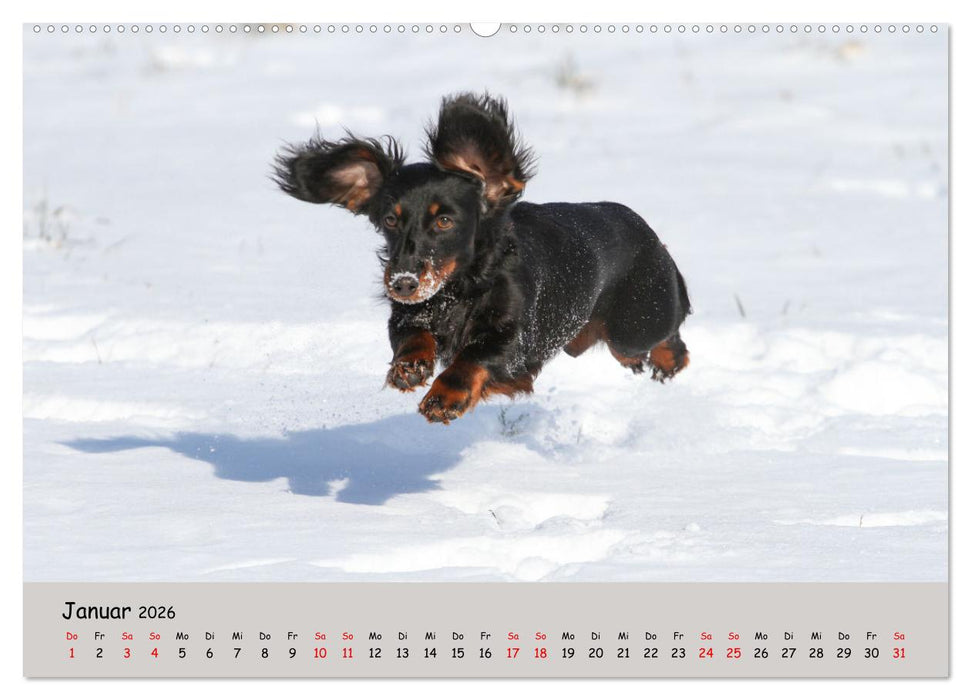Zwergdackel von Kadi (CALVENDO Premium Wandkalender 2026)
