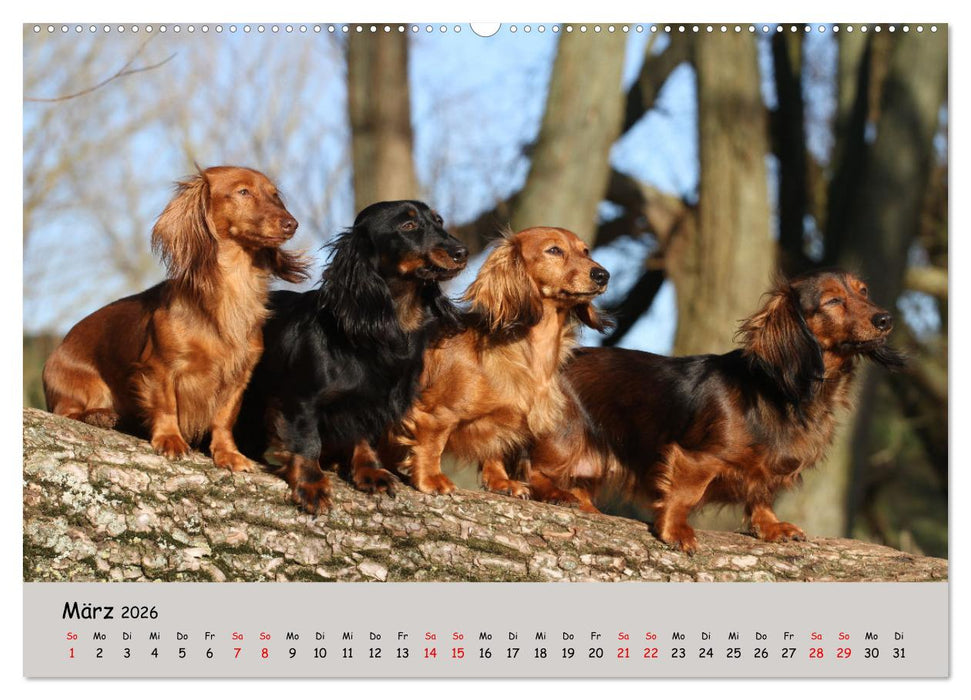 Zwergdackel von Kadi (CALVENDO Premium Wandkalender 2026)