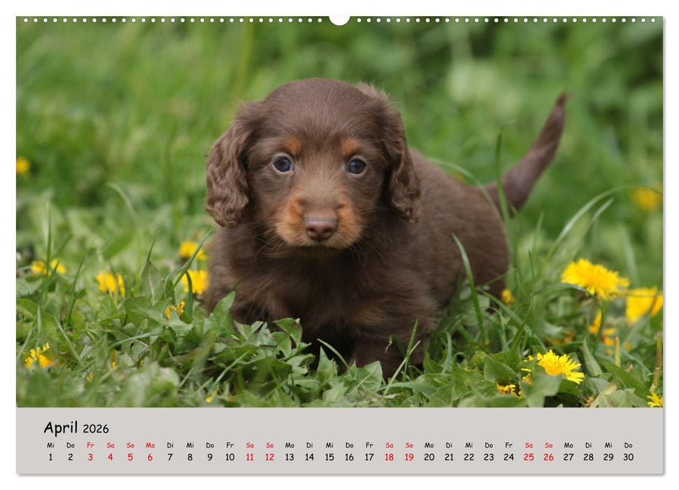 Zwergdackel von Kadi (CALVENDO Premium Wandkalender 2026)