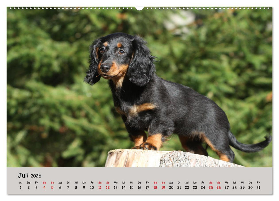 Zwergdackel von Kadi (CALVENDO Premium Wandkalender 2026)