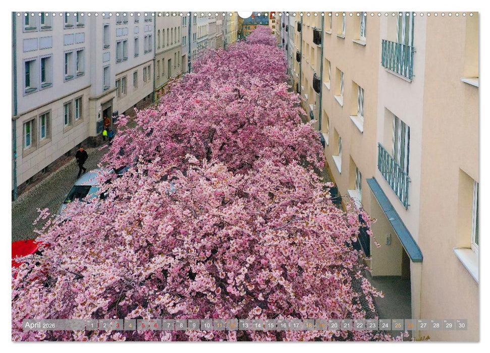 HALLE SAALE GEDROHNT 2026 (CALVENDO Wandkalender 2026)