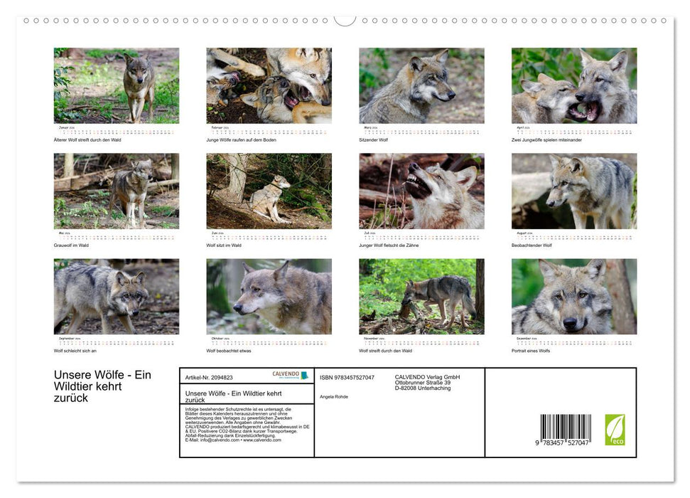 Unsere Wölfe - Ein Wildtier kehrt zurück (CALVENDO Premium Wandkalender 2026)