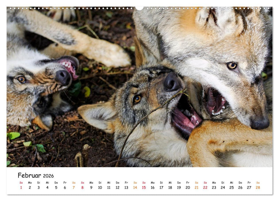 Unsere Wölfe - Ein Wildtier kehrt zurück (CALVENDO Premium Wandkalender 2026)