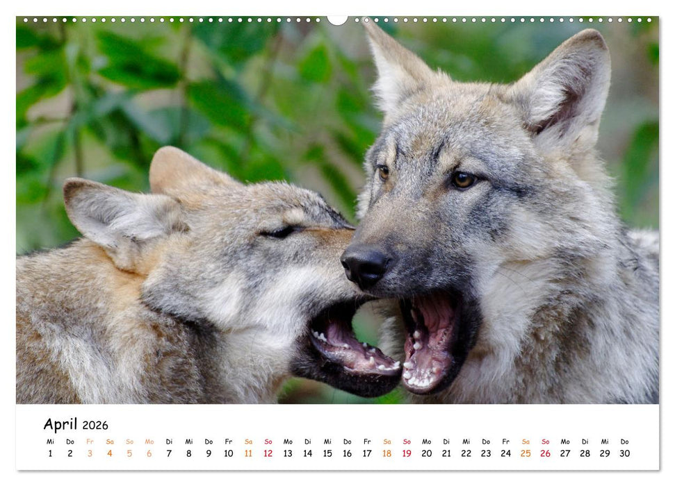 Unsere Wölfe - Ein Wildtier kehrt zurück (CALVENDO Premium Wandkalender 2026)