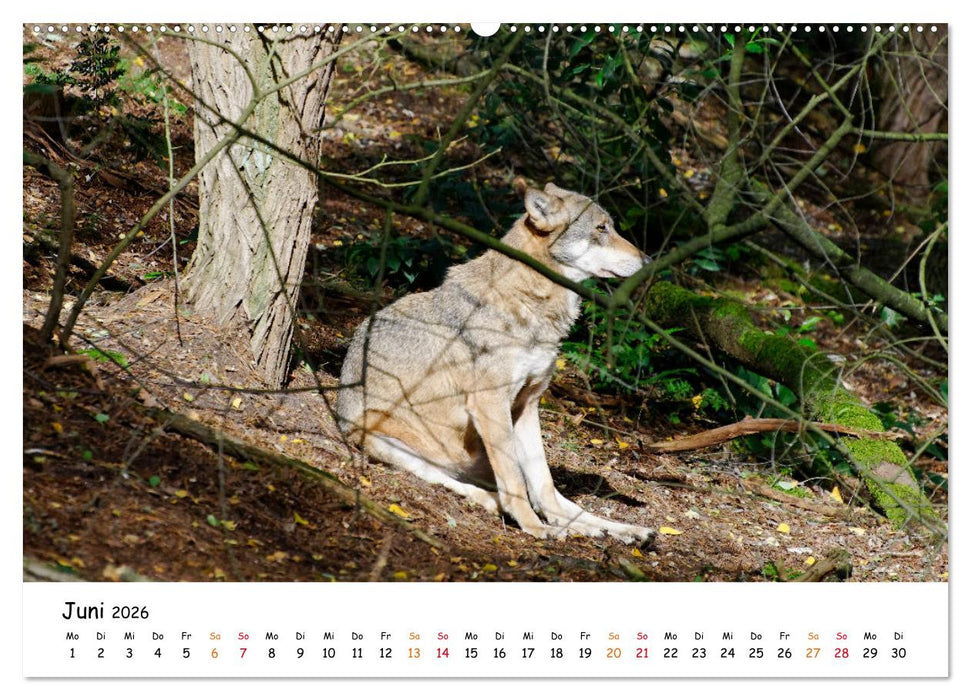 Unsere Wölfe - Ein Wildtier kehrt zurück (CALVENDO Premium Wandkalender 2026)