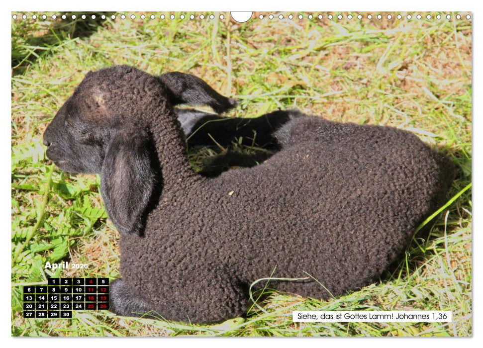 Tiere im Neuen Testament mit Bibelversen (CALVENDO Wandkalender 2026)