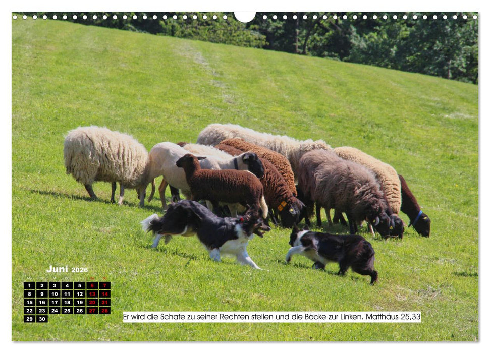 Tiere im Neuen Testament mit Bibelversen (CALVENDO Wandkalender 2026)