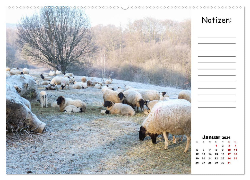 Die schöne Welt der Schafe (CALVENDO Wandkalender 2026)