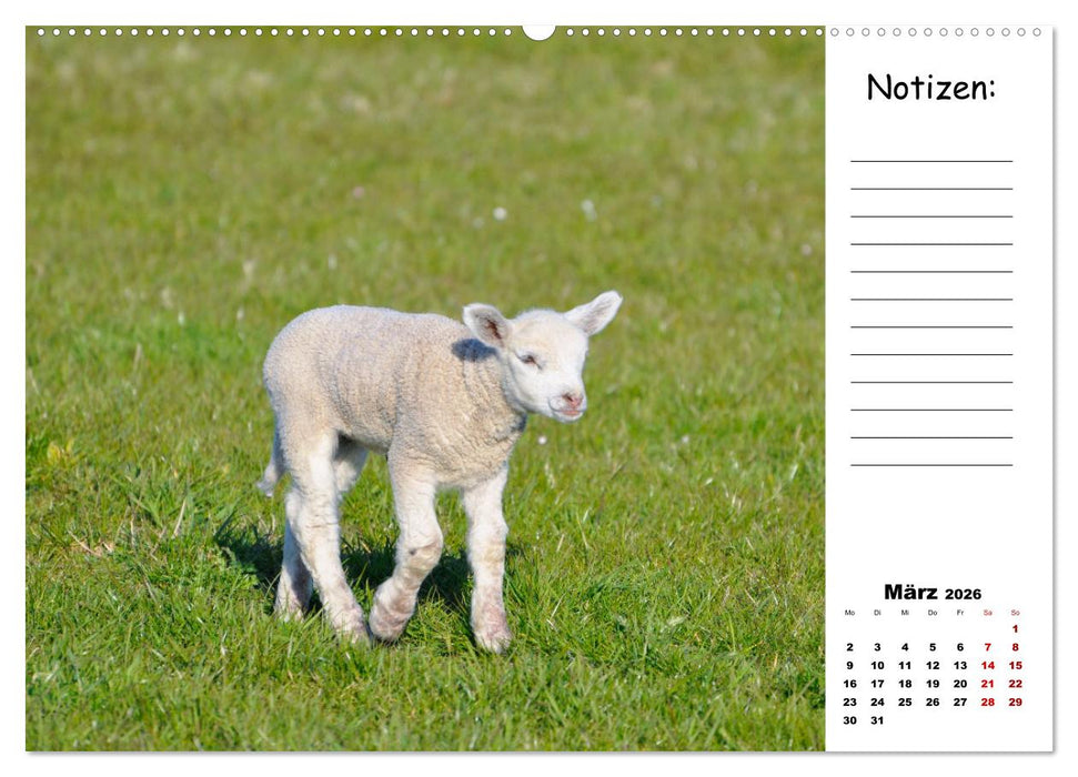 Die schöne Welt der Schafe (CALVENDO Wandkalender 2026)