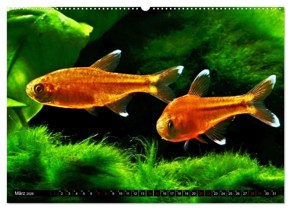 Beliebte Fische der Welt (CALVENDO Premium Wandkalender 2026)