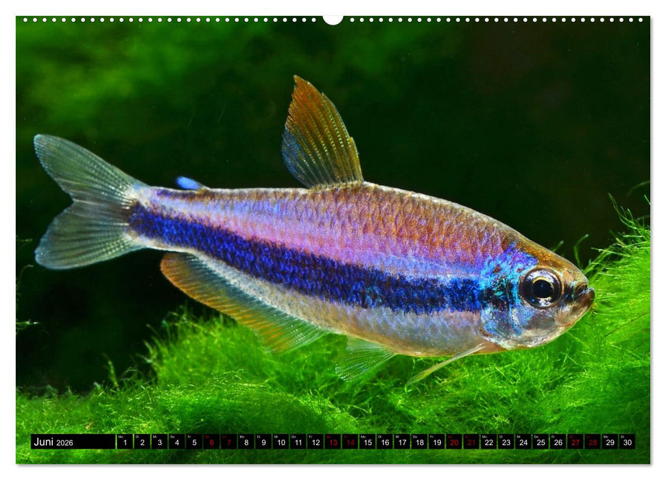 Beliebte Fische der Welt (CALVENDO Premium Wandkalender 2026)