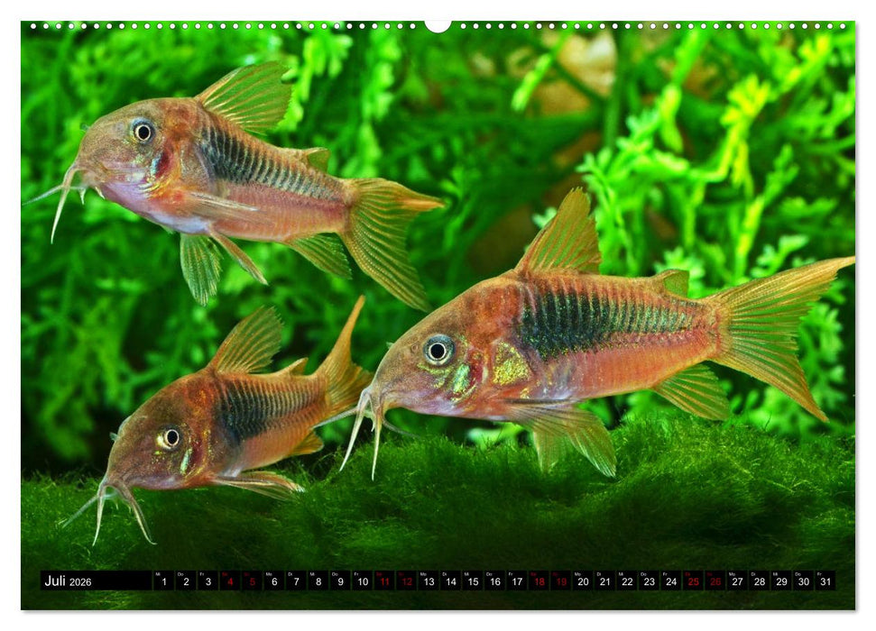 Beliebte Fische der Welt (CALVENDO Premium Wandkalender 2026)