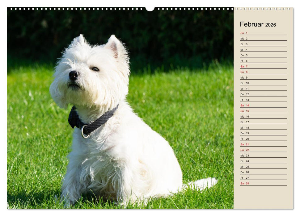 WEST HIGHLAND WHITE TERRIER - DER WESTIE - EIN HUND MIT CHARISMA (CALVENDO Wandkalender 2026)