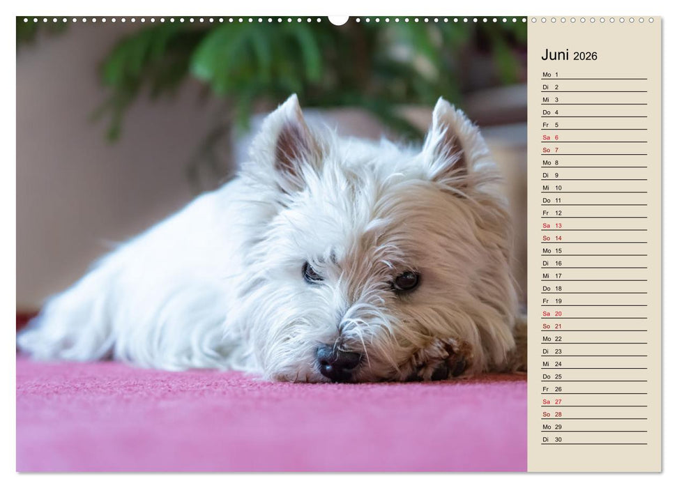 WEST HIGHLAND WHITE TERRIER - DER WESTIE - EIN HUND MIT CHARISMA (CALVENDO Wandkalender 2026)