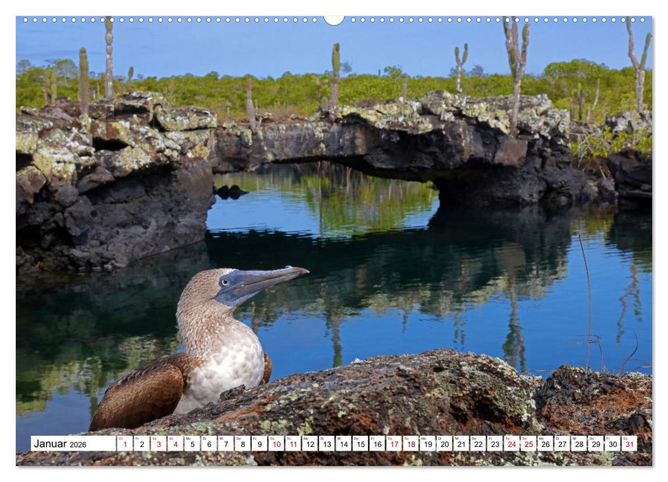 Galápagos - Die verwunschenen Inseln (CALVENDO Wandkalender 2026)