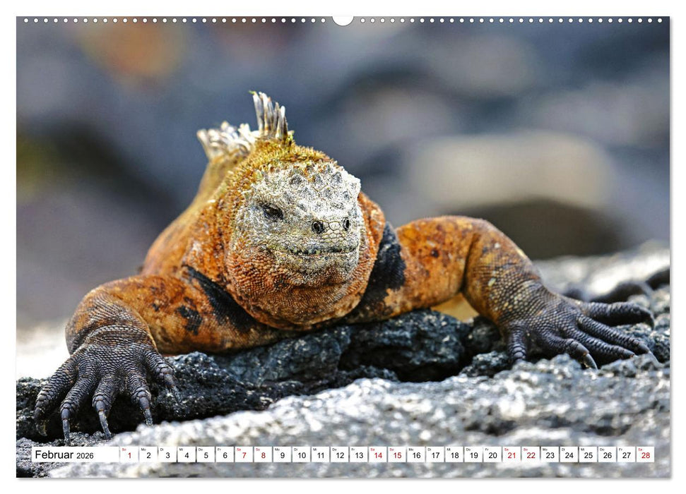 Galápagos - Die verwunschenen Inseln (CALVENDO Wandkalender 2026)