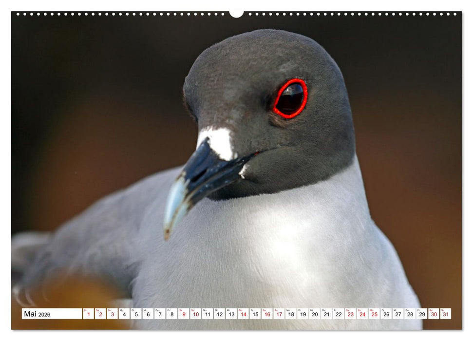 Galápagos - Die verwunschenen Inseln (CALVENDO Wandkalender 2026)