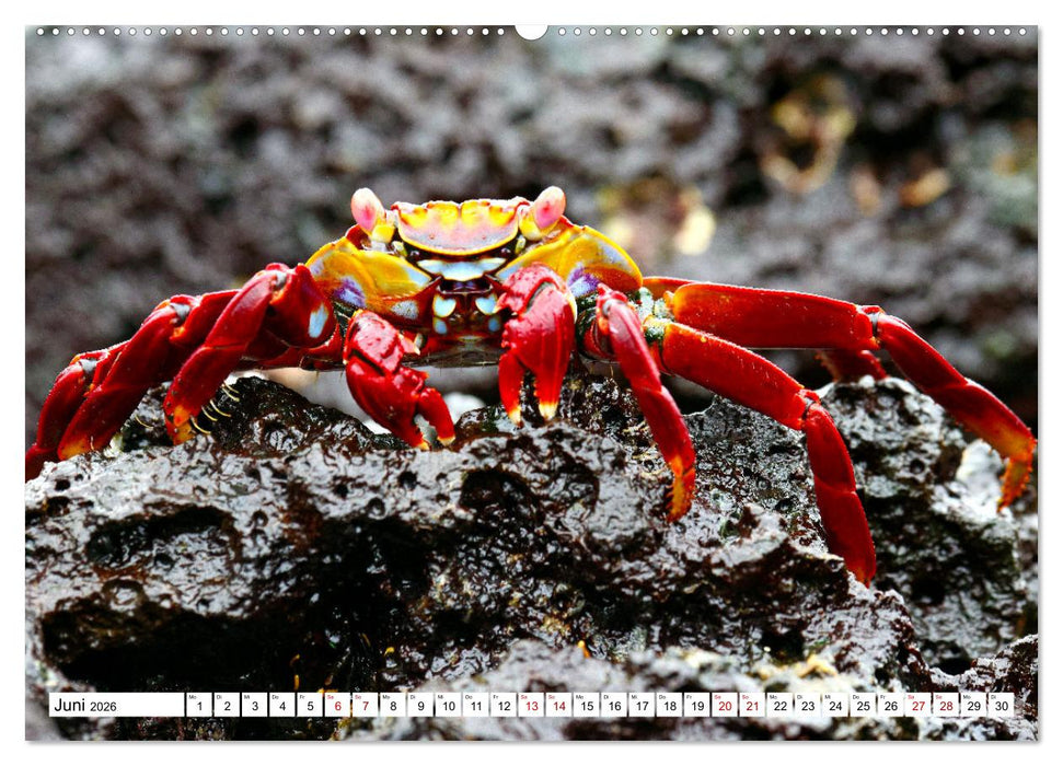 Galápagos - Die verwunschenen Inseln (CALVENDO Wandkalender 2026)