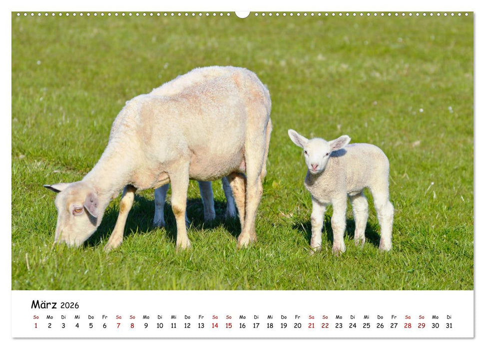 Wunderbare Tierwelt Deutschlands (CALVENDO Wandkalender 2026)