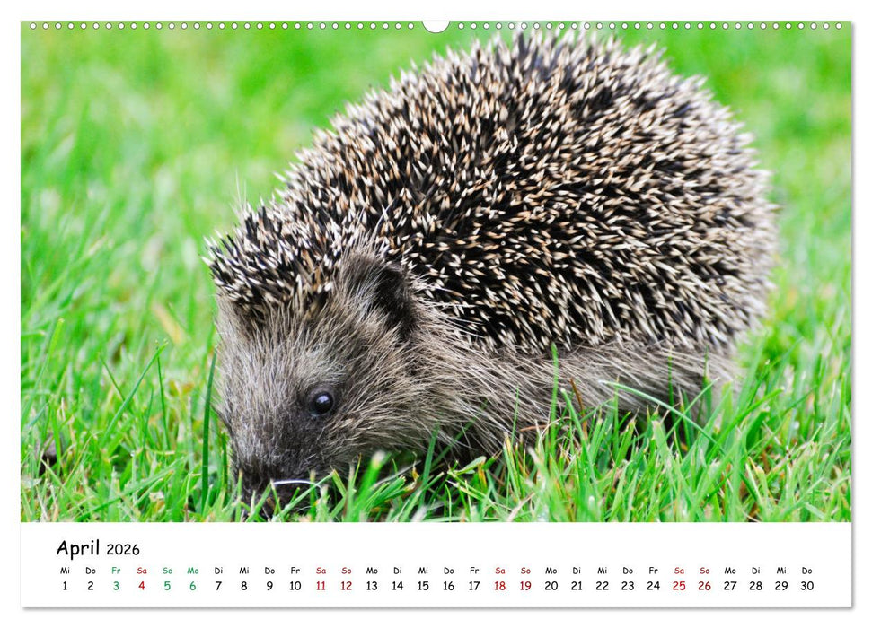 Wunderbare Tierwelt Deutschlands (CALVENDO Wandkalender 2026)