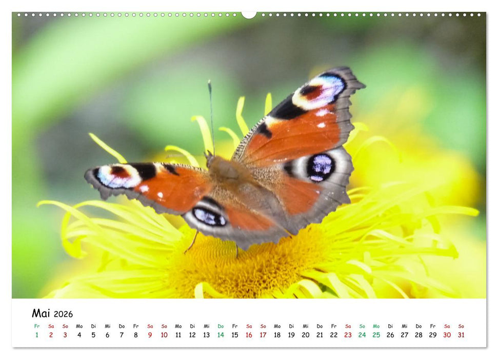Wunderbare Tierwelt Deutschlands (CALVENDO Wandkalender 2026)