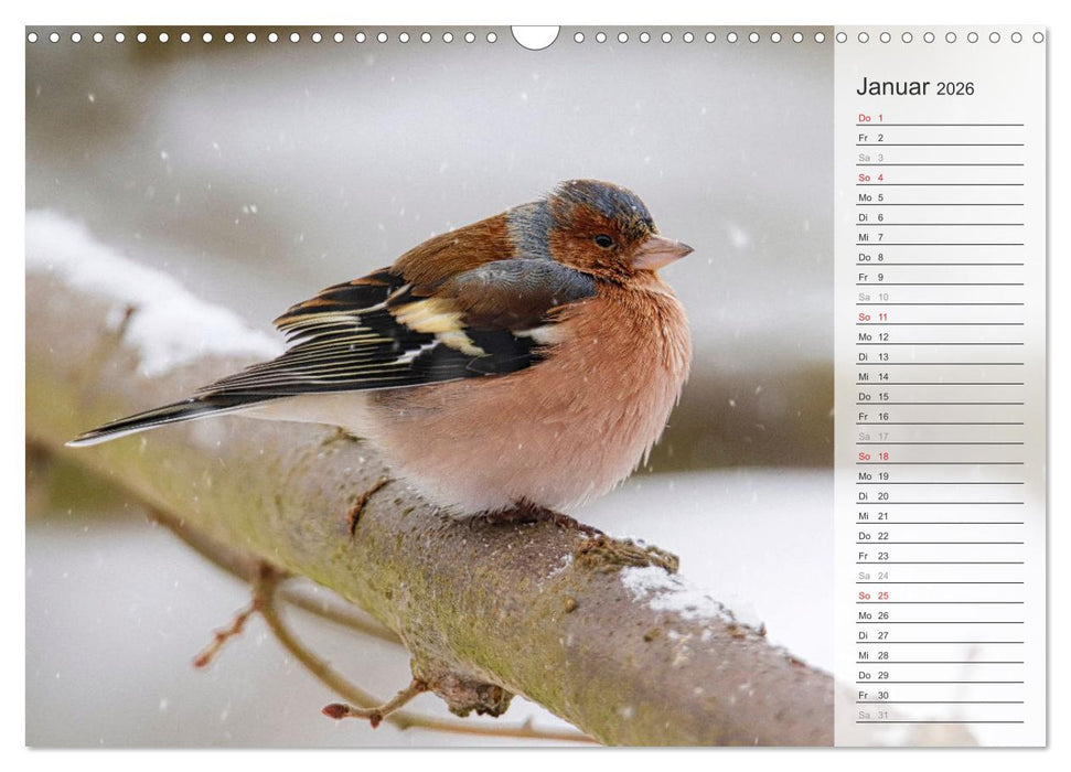 Finkenparade (CALVENDO Wandkalender 2026)