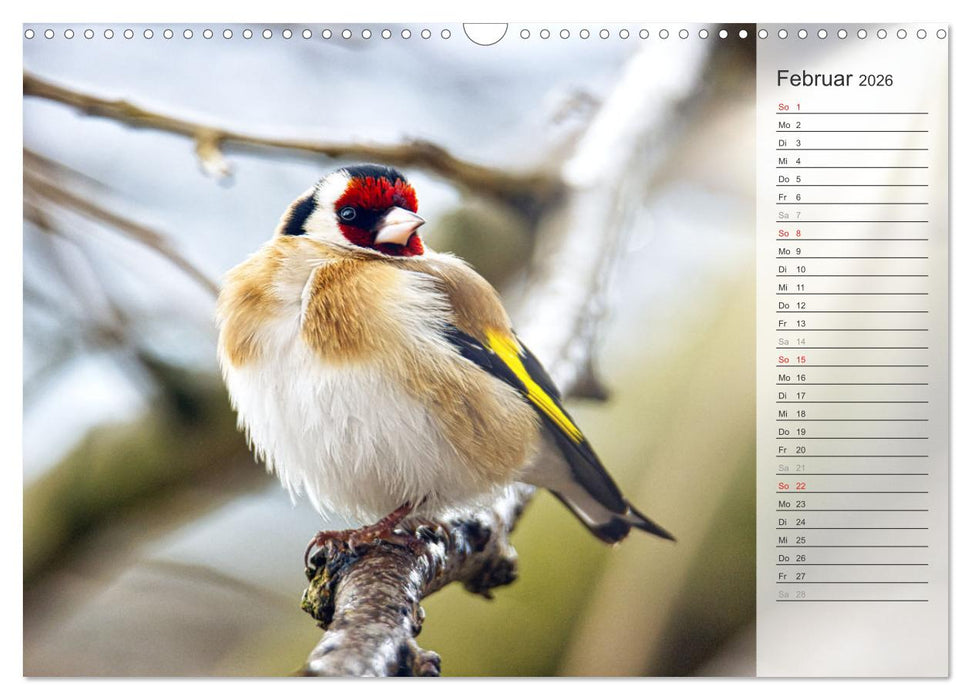 Finkenparade (CALVENDO Wandkalender 2026)