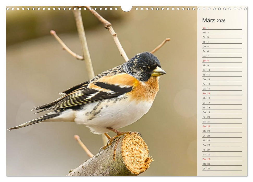 Finkenparade (CALVENDO Wandkalender 2026)