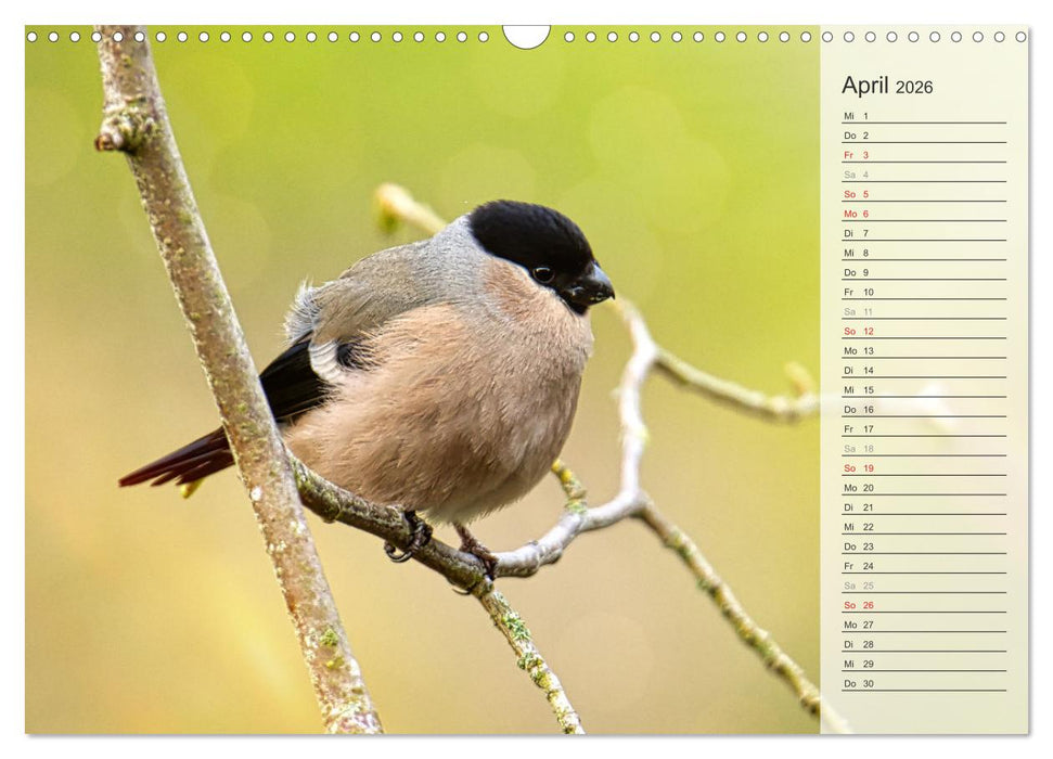 Finkenparade (CALVENDO Wandkalender 2026)