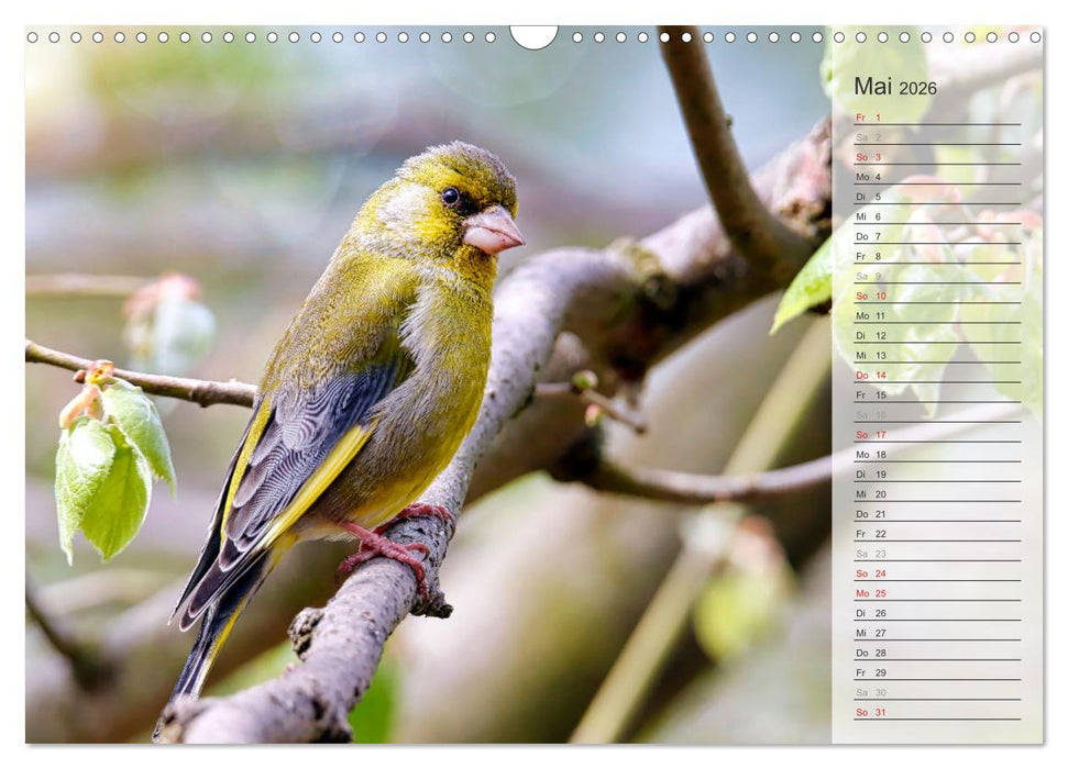 Finkenparade (CALVENDO Wandkalender 2026)