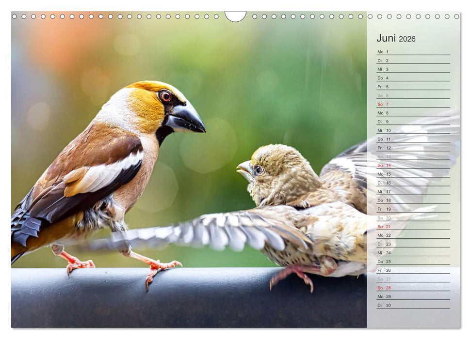 Finkenparade (CALVENDO Wandkalender 2026)