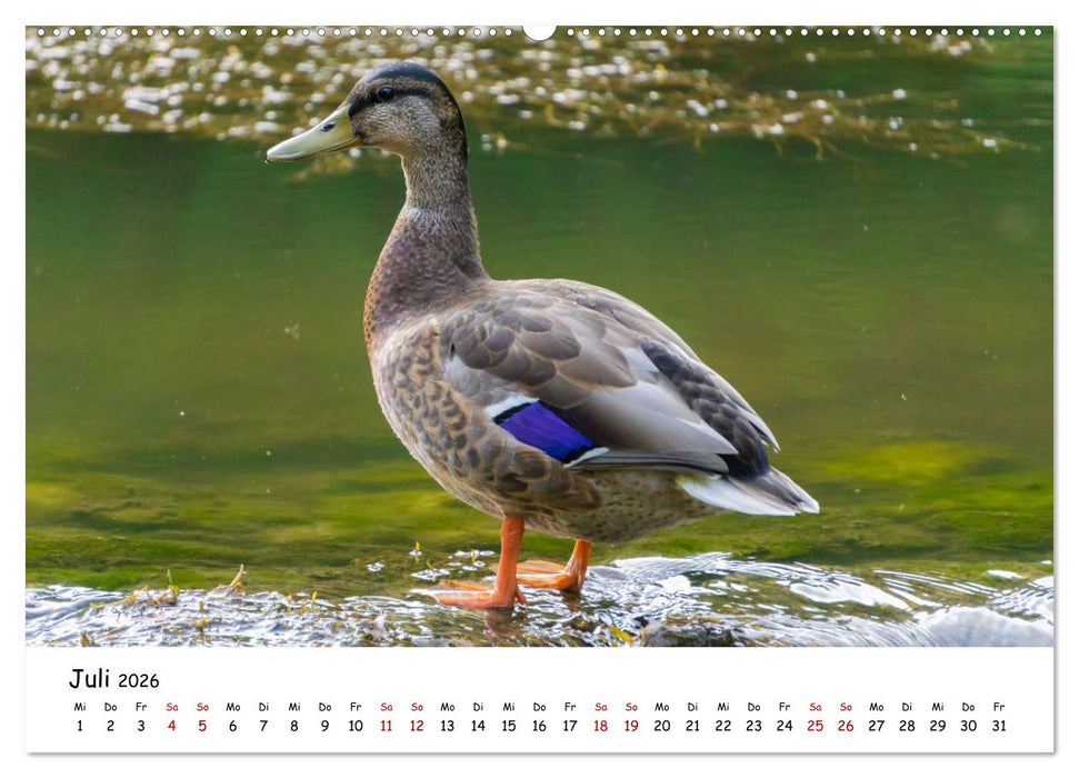 Wunderbare Tierwelt Deutschlands (CALVENDO Premium Wandkalender 2026)