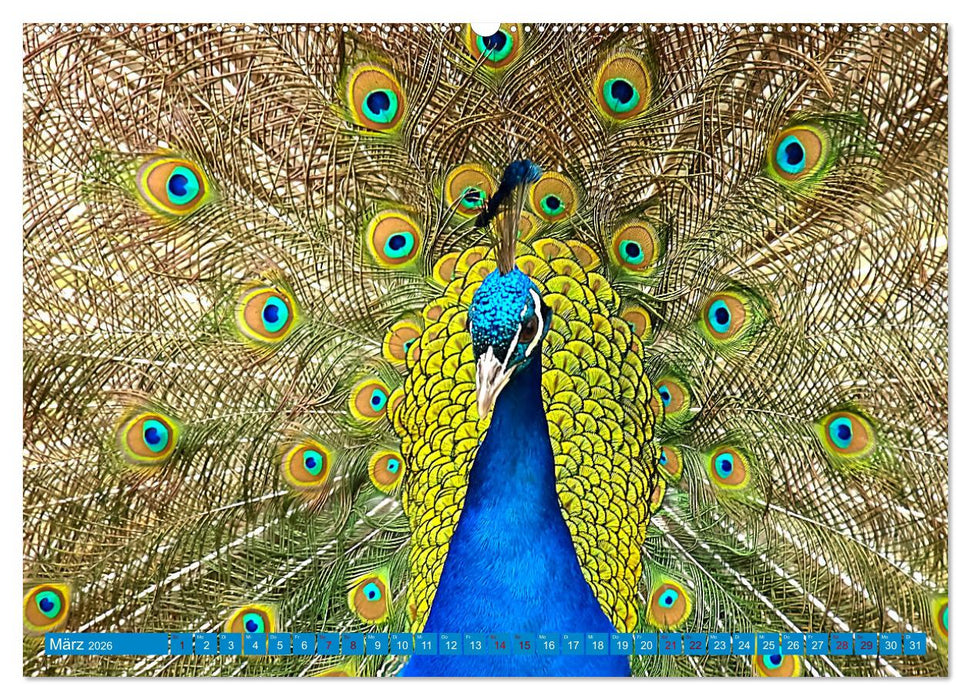 Pfauen Zauber (CALVENDO Wandkalender 2026)