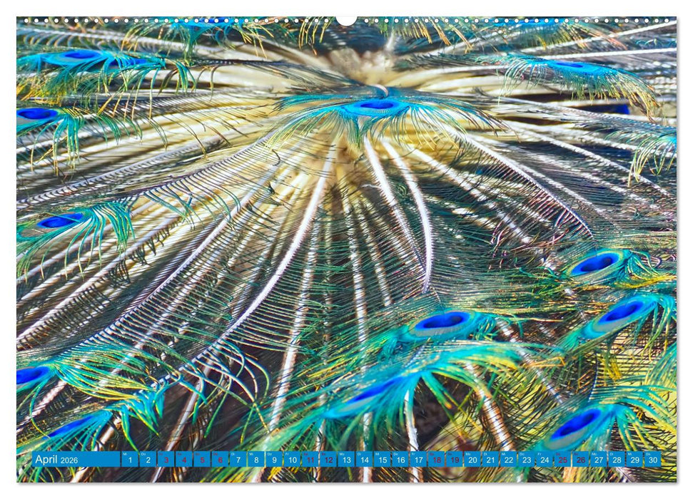 Pfauen Zauber (CALVENDO Wandkalender 2026)