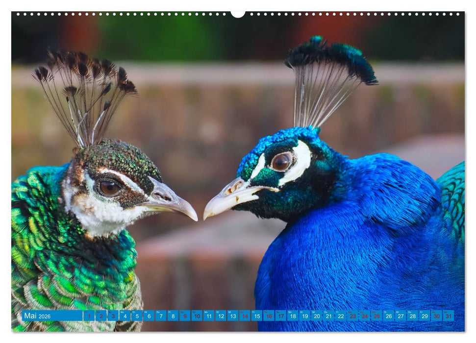 Pfauen Zauber (CALVENDO Wandkalender 2026)