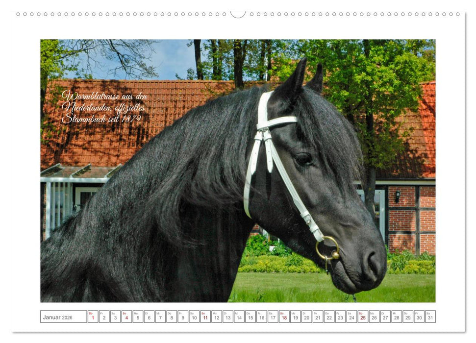 Friesen - elegant und kraftvoll (CALVENDO Premium Wandkalender 2026)