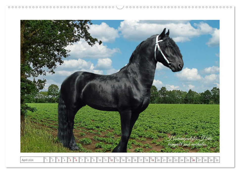 Friesen - elegant und kraftvoll (CALVENDO Premium Wandkalender 2026)