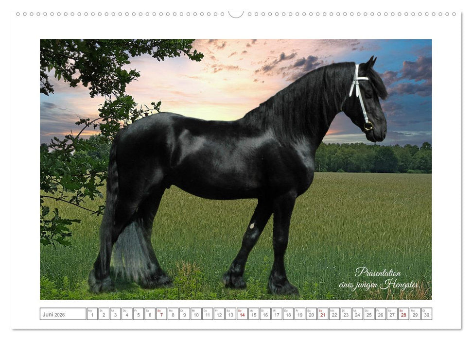 Friesen - elegant und kraftvoll (CALVENDO Premium Wandkalender 2026)