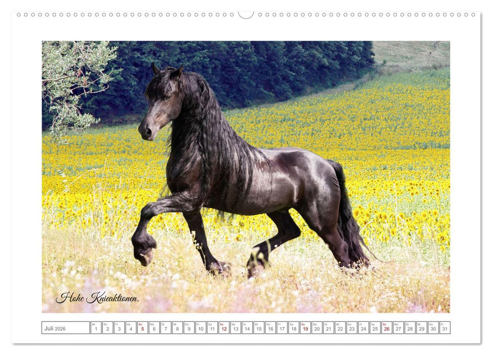 Friesen - elegant und kraftvoll (CALVENDO Premium Wandkalender 2026)