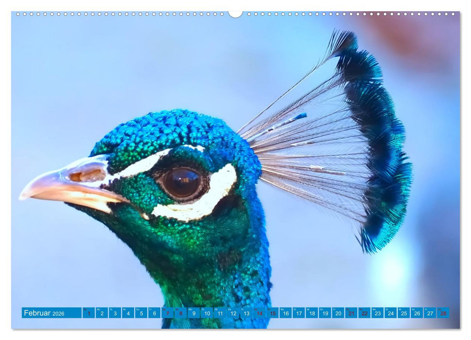 Pfauen Zauber (CALVENDO Premium Wandkalender 2026)