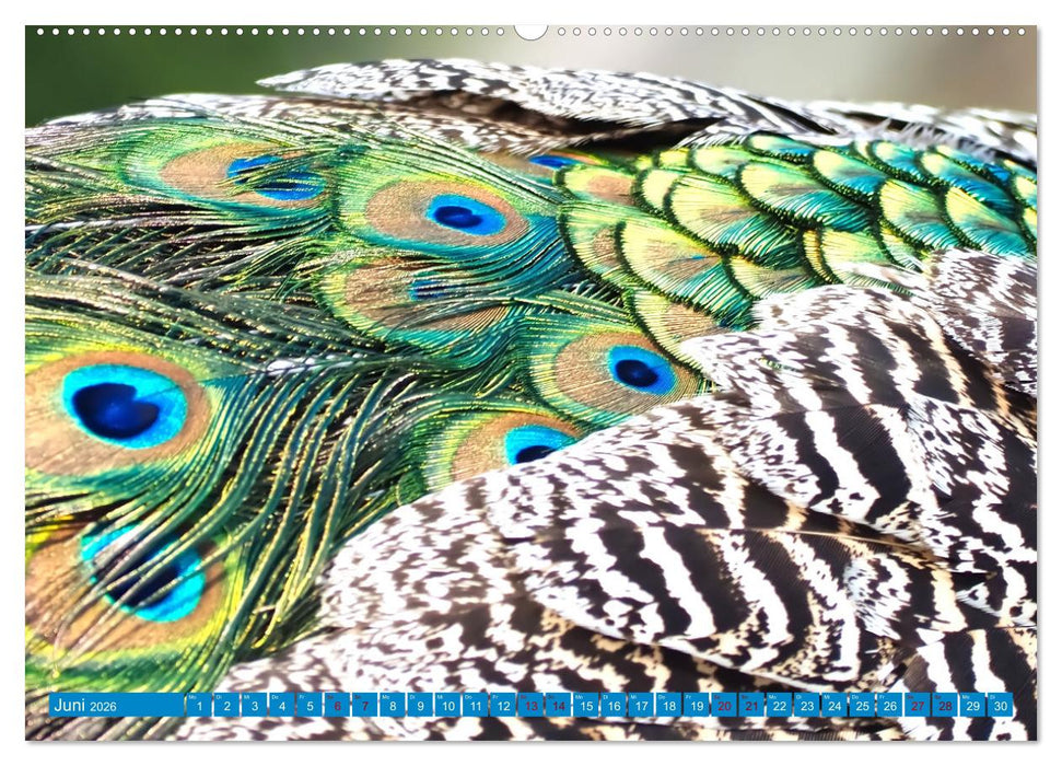 Pfauen Zauber (CALVENDO Premium Wandkalender 2026)