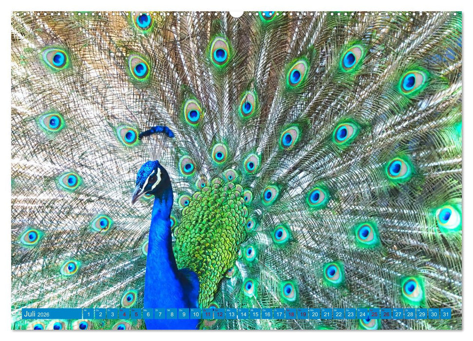 Pfauen Zauber (CALVENDO Premium Wandkalender 2026)