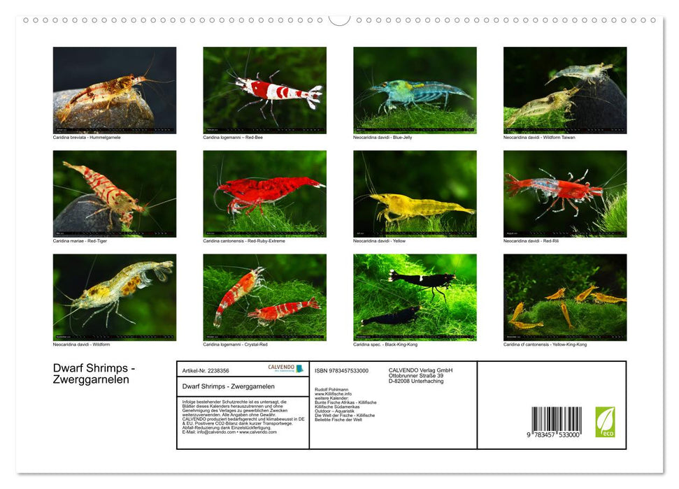 Dwarf Shrimps - Zwerggarnelen (CALVENDO Premium Wandkalender 2026)