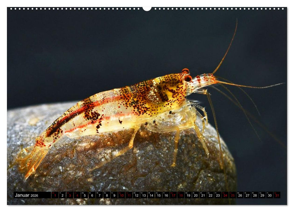 Dwarf Shrimps - Zwerggarnelen (CALVENDO Premium Wandkalender 2026)