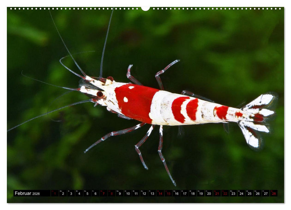 Dwarf Shrimps - Zwerggarnelen (CALVENDO Premium Wandkalender 2026)